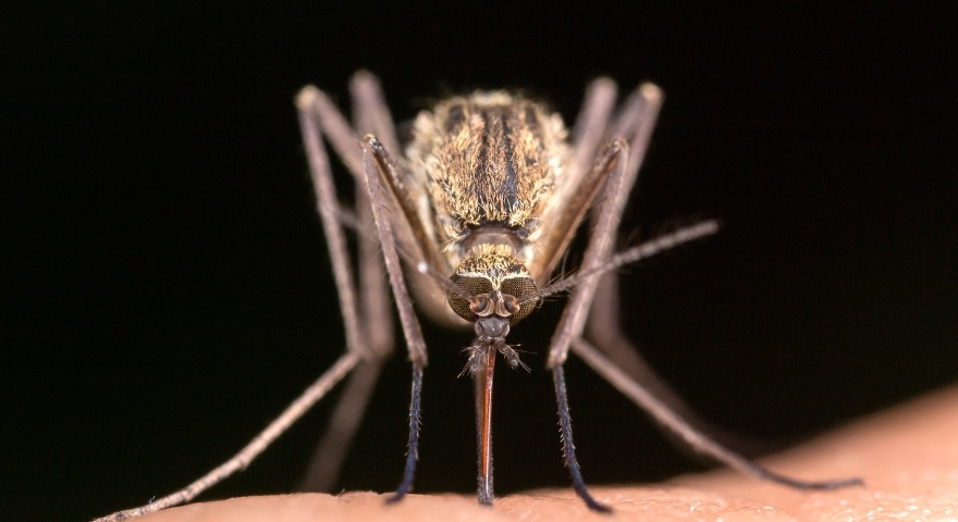 La zanzara è responsabile della trasmissione del virus La zanzara è responsabile della trasmissione del virus