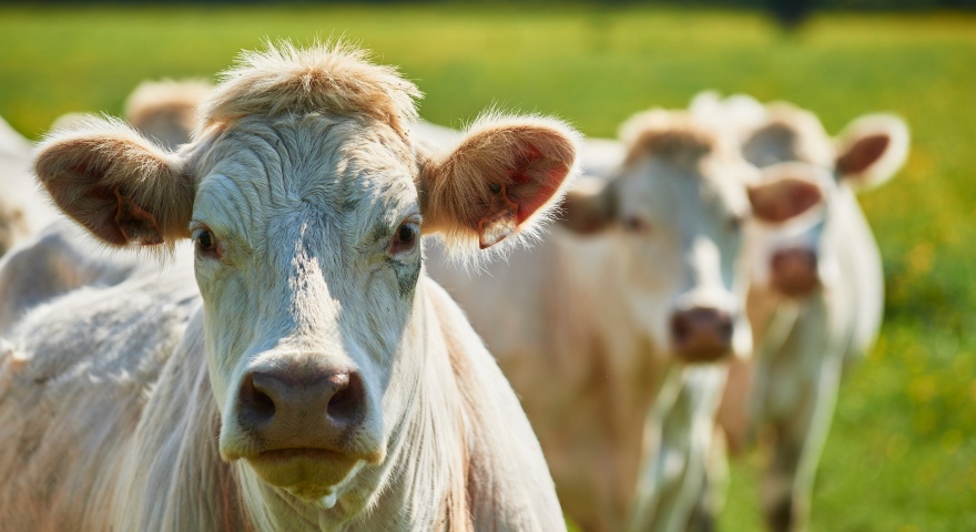 Lingua blu, in provincia di Oristano isolato anche il sierotipo 8 Lingua blu, in provincia di Oristano isolato anche il sierotipo 8