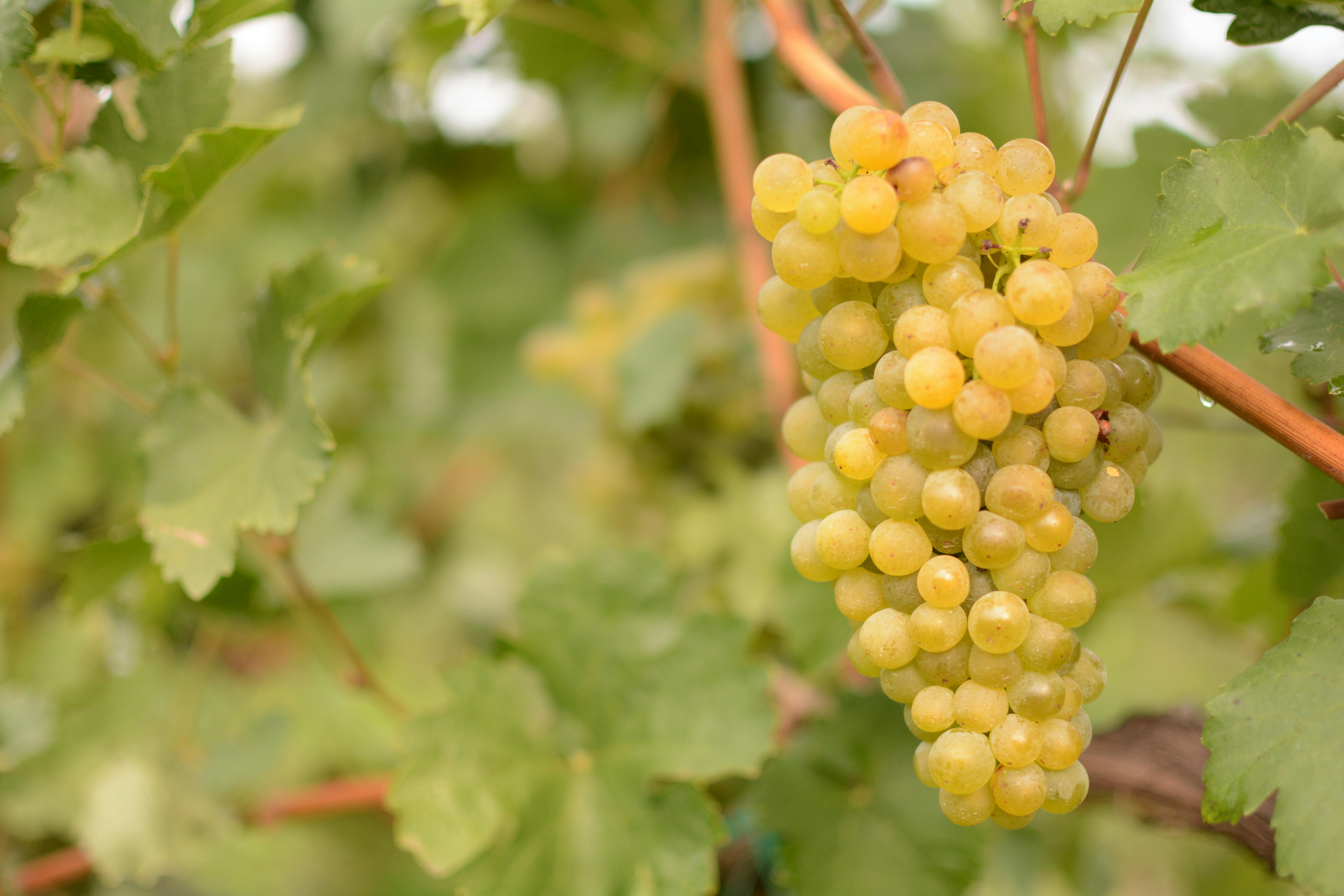 Vitigno antico, quello della Vernaccia è presente in Sardegna sin dal tempo dei Fenici...